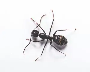 carpenter ant Bugs Buster a black carpenter ant on a white background