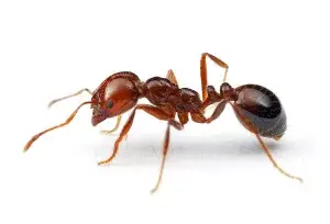 Fire Ant Bugs Buster A close up image of a fire ant crawling on the ground