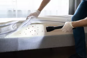 bed bugs infestation Bugs Buster Man inspects a mattress for bed bugs using a torch